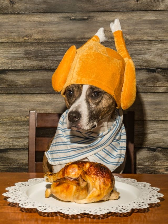 chicken recipes for dogs